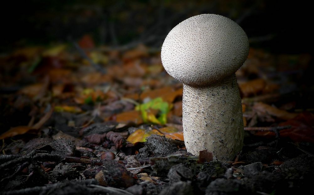 The Fungi World (417) : Common Puffball