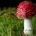 The Fungi World (418) : Fly Agaric