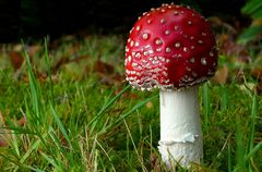 The Fungi World (418) : Fly Agaric