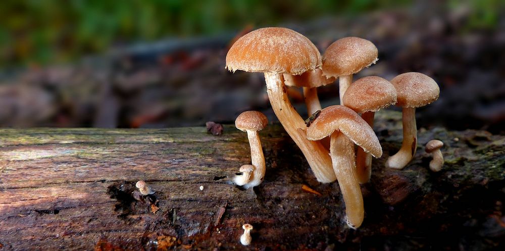 The Fungi World (419) : Winter Twiglet