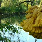 The Fungi world (42) : Chicken of the Woods