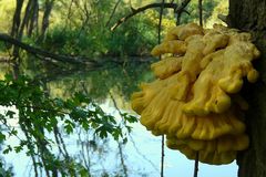 The Fungi world (42) : Chicken of the Woods
