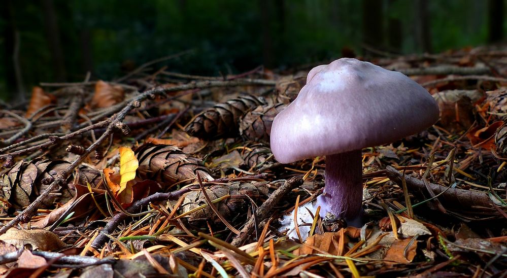 The Fungi World (420) : Lepista sordida var. lilacea