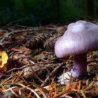 The Fungi World (420) : Lepista sordida var. lilacea