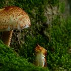 The Fungi World (422) : Shaggy Scalycap