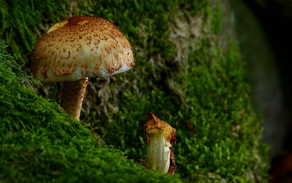 The Fungi World (422) : Shaggy Scalycap