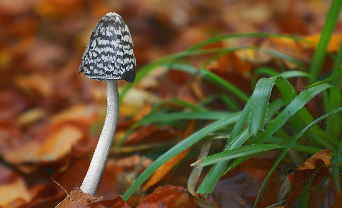 The Fungi World (423) : Magpie Inkcap