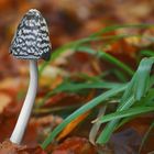 The Fungi World (423) : Magpie Inkcap