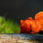 The Fungi World (424) : Cinnabar Polypore