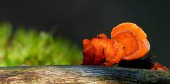 The Fungi World (424) : Cinnabar Polypore