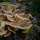 The Fungi World (425) : Giant polypore