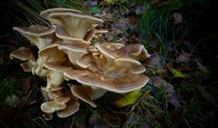 The Fungi World (425) : Giant polypore