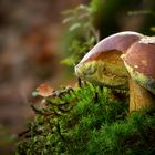 The Fungi World (426) : Bay Bolete