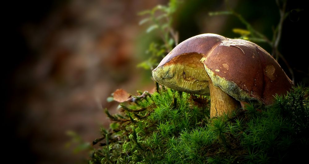 The Fungi World (426) : Bay Bolete