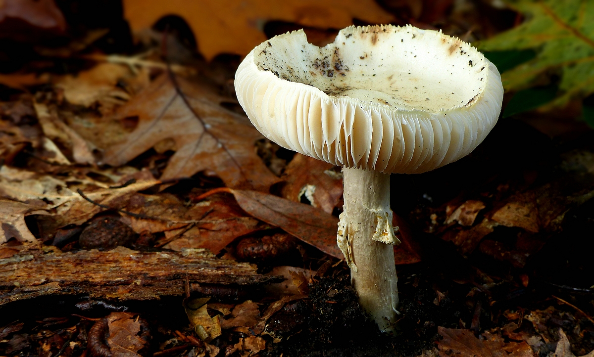 The Fungi World (427) : White False Death Cap