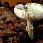 The Fungi World (427) : White False Death Cap