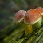 The Fungi World (428) : Brick Cap