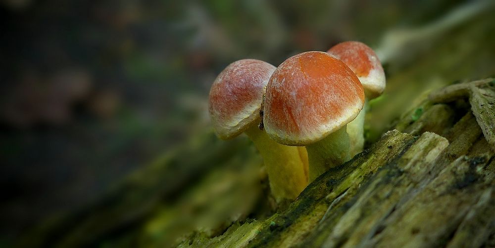 The Fungi World (428) : Brick Cap