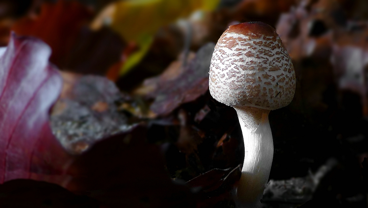 The Fungi World (429) : Stinking Dapperling