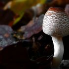 The Fungi World (429) : Stinking Dapperling