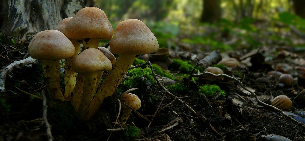 The Fungi world (43) : Sulphur Tuft