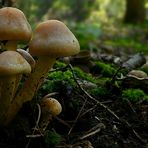 The Fungi world (43) : Sulphur Tuft