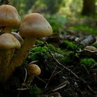 The Fungi world (43) : Sulphur Tuft