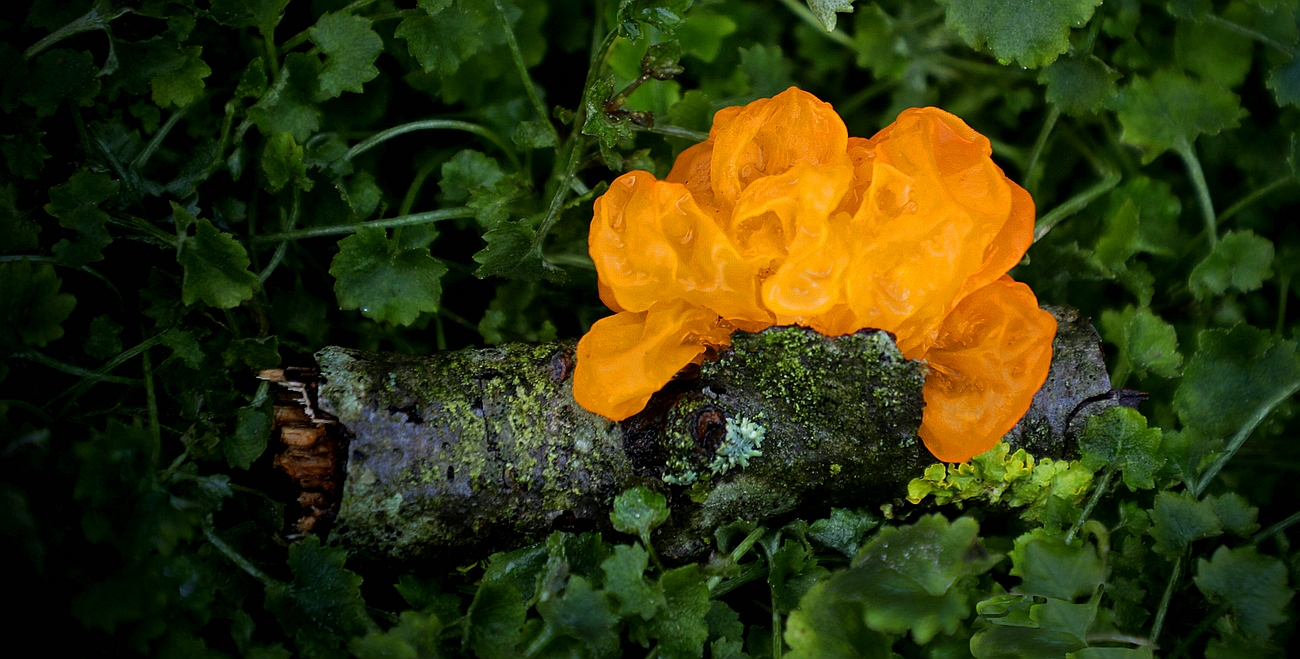 The Fungi World (430) : Yellow Brain fungus