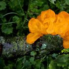 The Fungi World (430) : Yellow Brain fungus