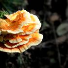 The Fungi World (431) : Chicken of the Woods