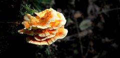 The Fungi World (431) : Chicken of the Woods