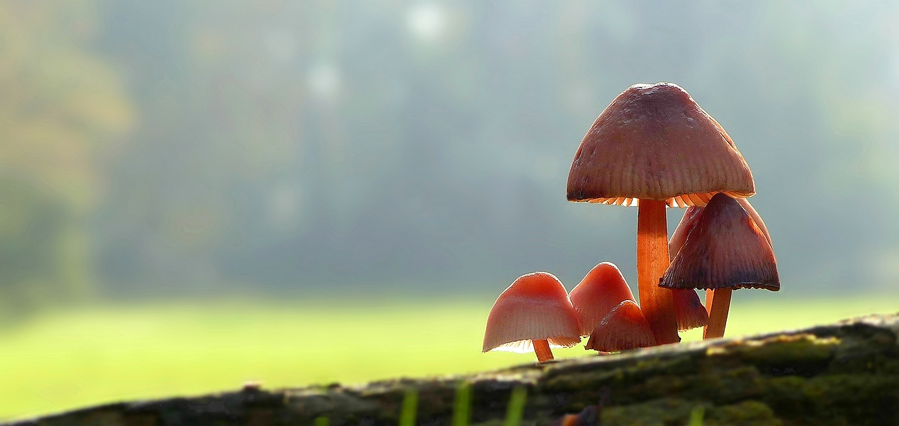 The Fungi World (432) : Burgundydrop Bonnet