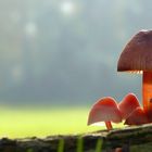 The Fungi World (432) : Burgundydrop Bonnet