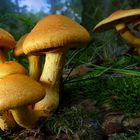 The Fungi World (433) : Spectacular Rustgill