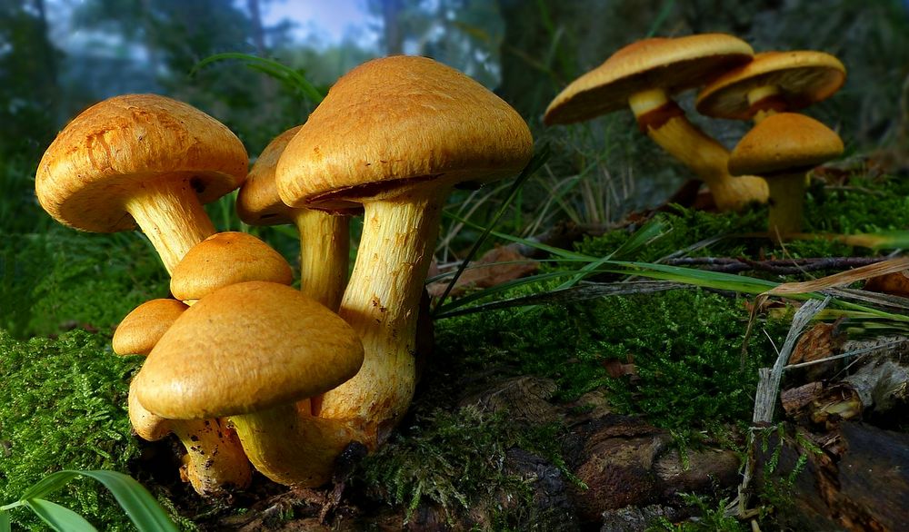 The Fungi World (433) : Spectacular Rustgill