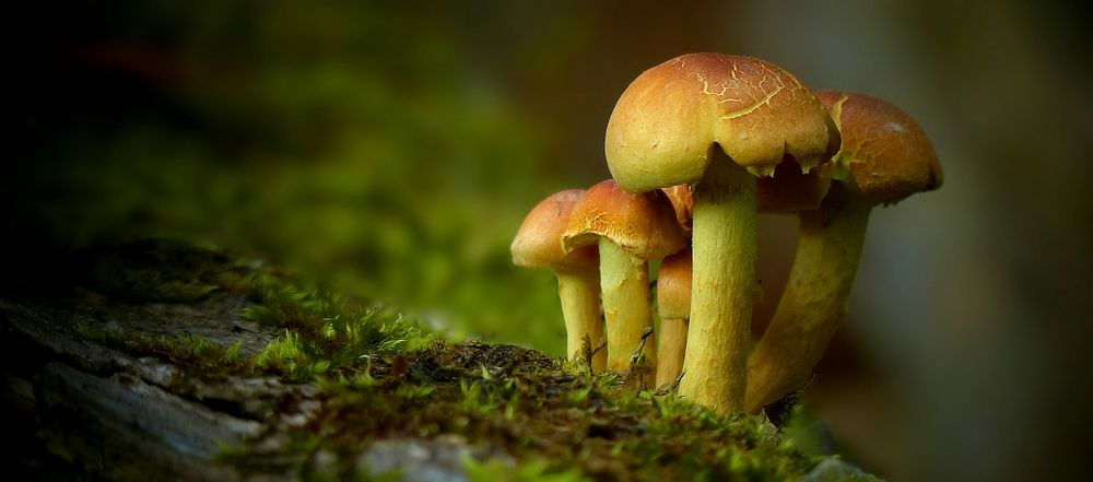 The Fungi World (433) : Sulphur tuft