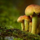 The Fungi World (433) : Sulphur tuft