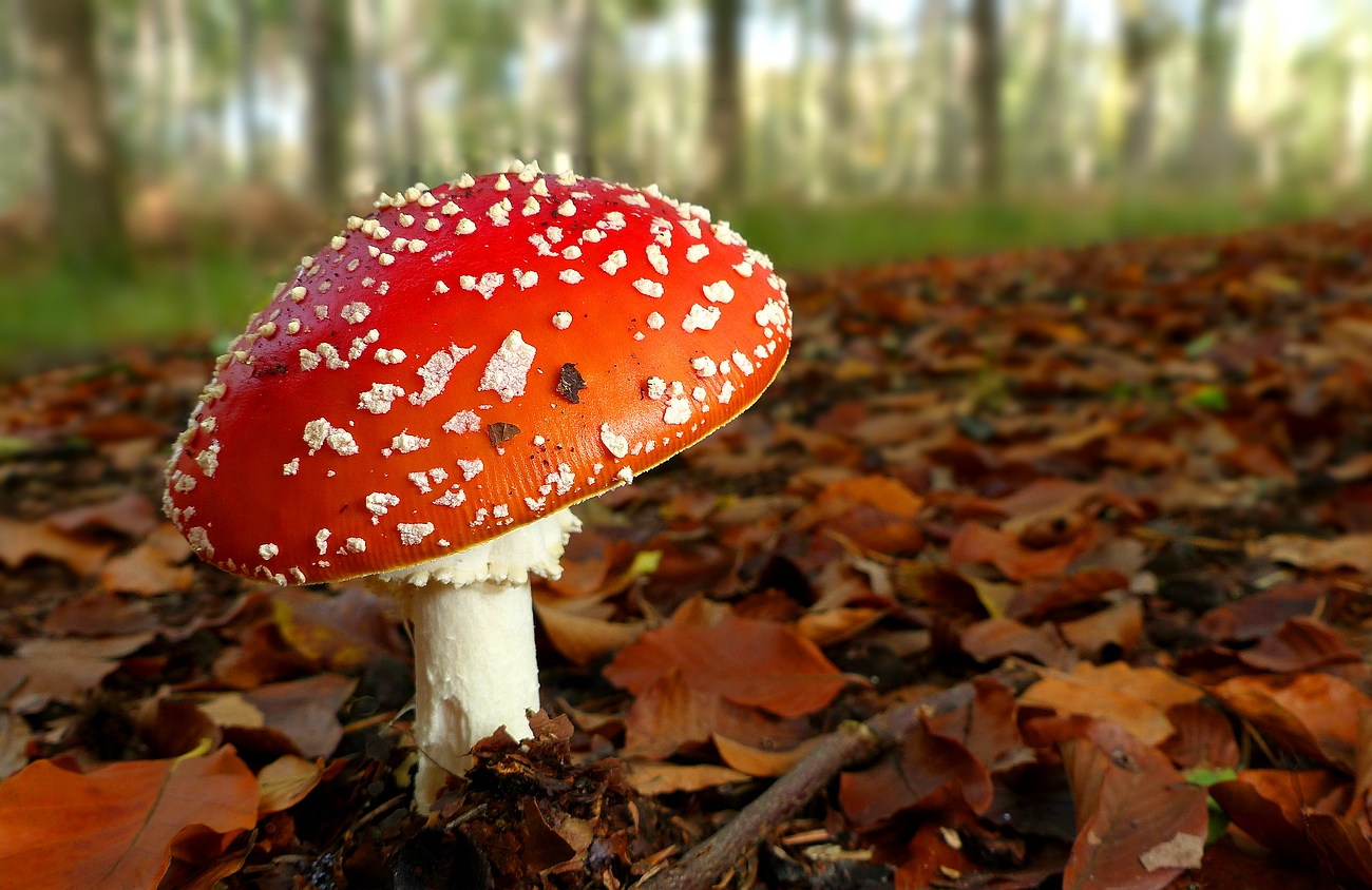 The Fungi World (434) : Fly Agaric