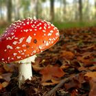 The Fungi World (434) : Fly Agaric