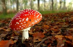 The Fungi World (434) : Fly Agaric