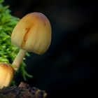 The Fungi World (434) : Glistening Inkcap
