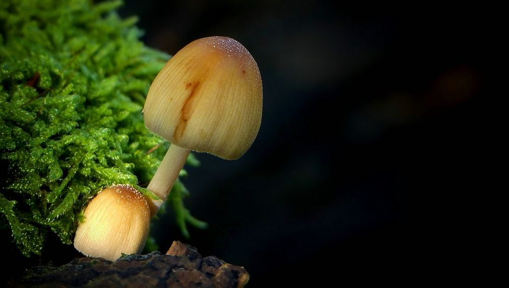 The Fungi World (434) : Glistening Inkcap