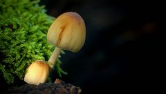 The Fungi World (434) : Glistening Inkcap