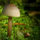 The Fungi World (435) : Common Bonnet