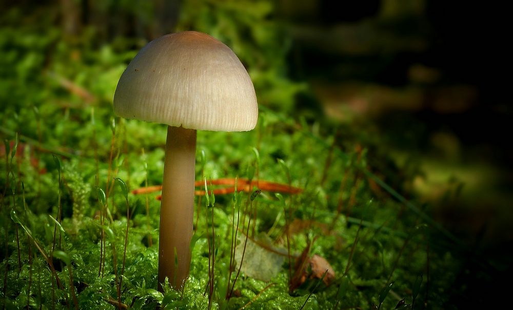 The Fungi World (435) : Common Bonnet