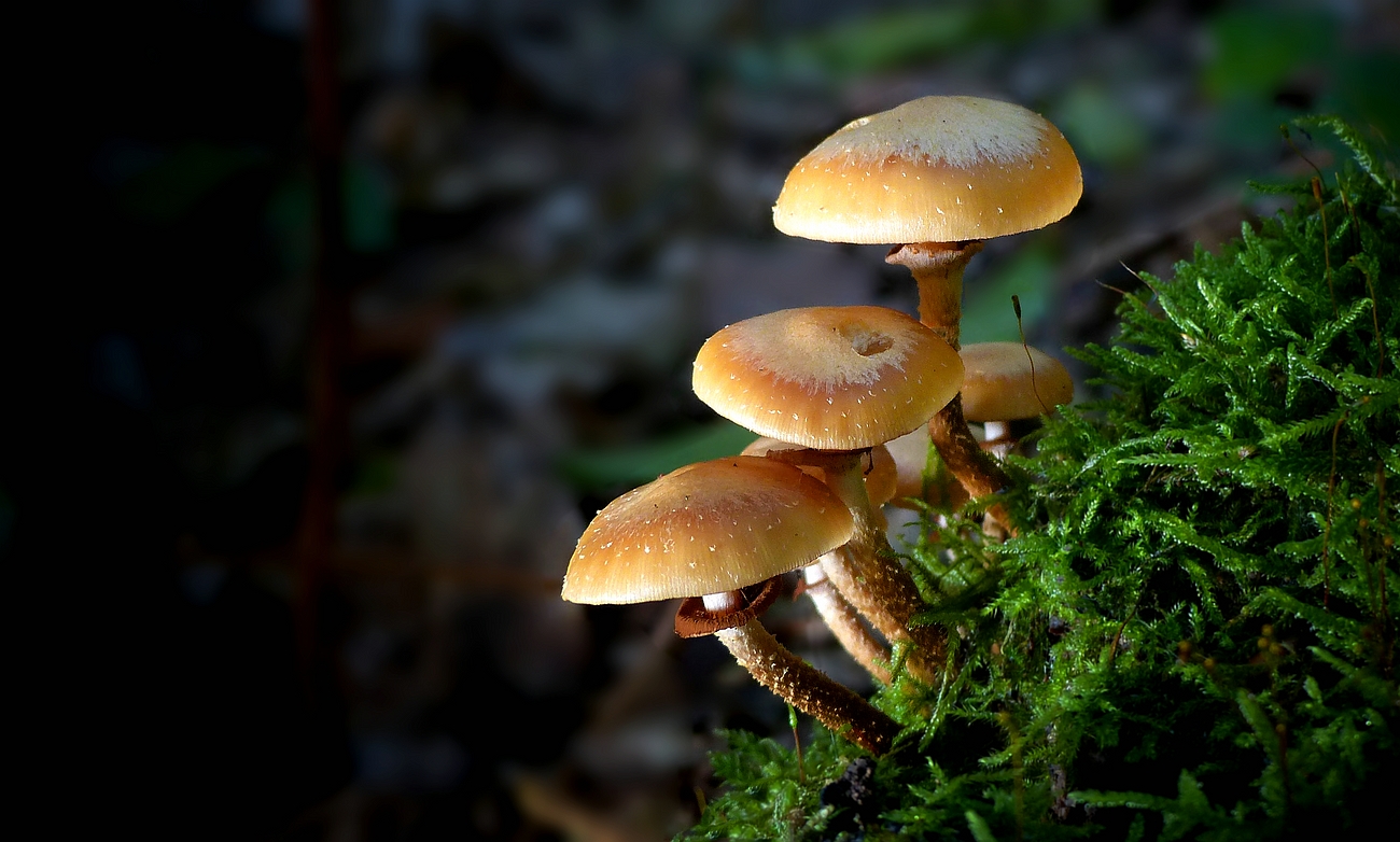 The Fungi world (435) : Sheathed Woodtuft