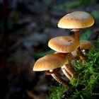 The Fungi world (435) : Sheathed Woodtuft