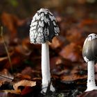 The Fungi World (436) : Magpie Inkcap