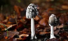 The Fungi World (436) : Magpie Inkcap
