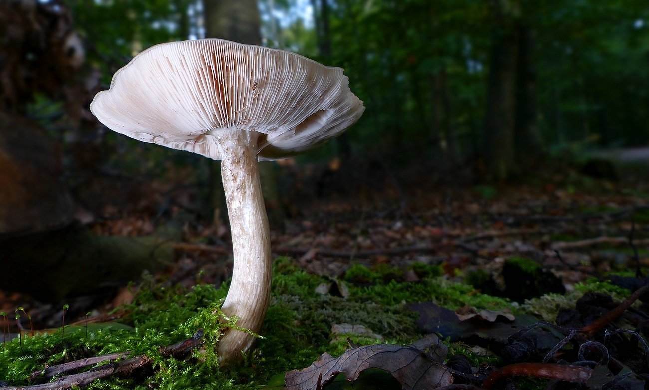 The Fungi world (437) : Deer mushroom